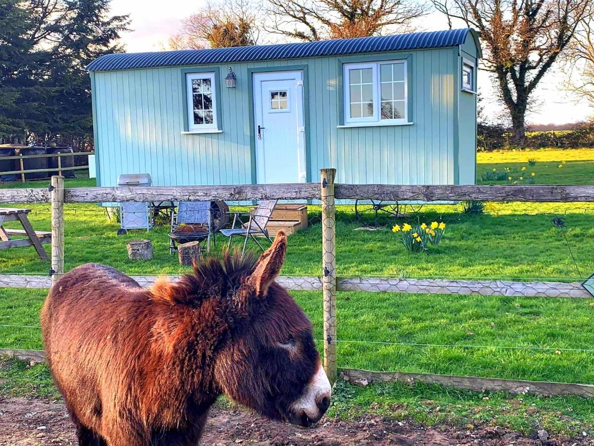 Starry Meadow & Rescued Animal Experiences Casa de Férias Great Yarmouth