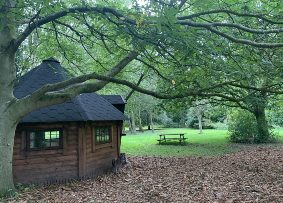 Starry Meadow & Rescued Animal Experiences