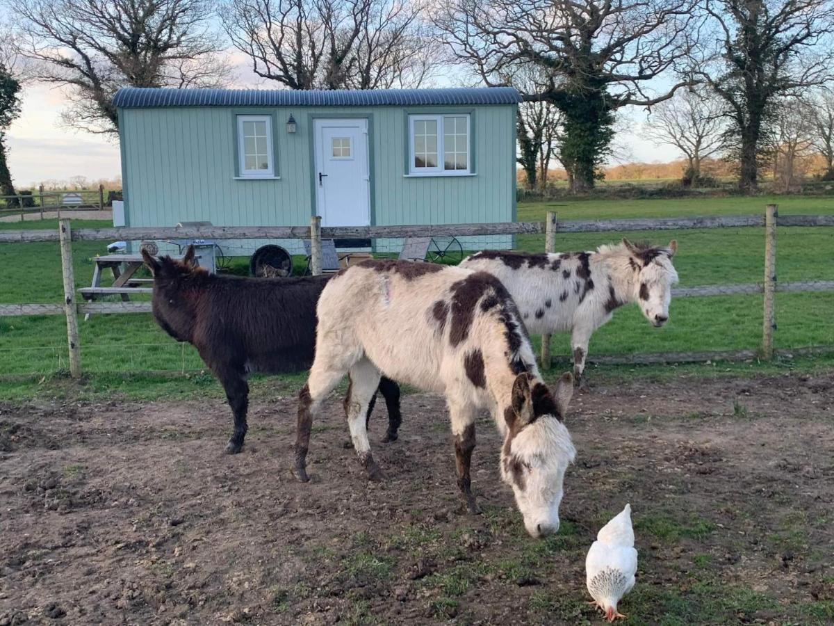 Holiday home Starry Meadow & Rescued Animal Experiences Great Yarmouth