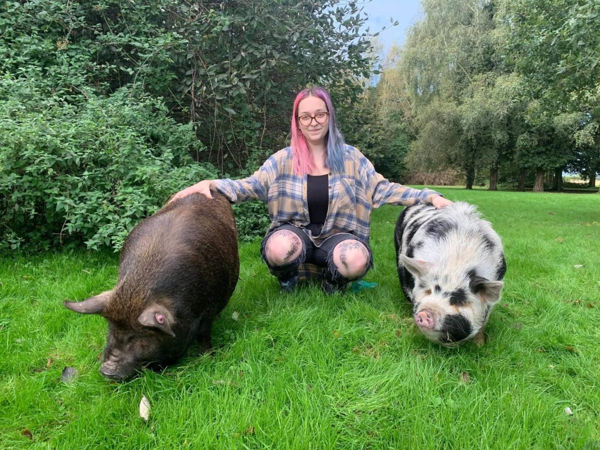 Starry Meadow & Rescued Animal Experiences