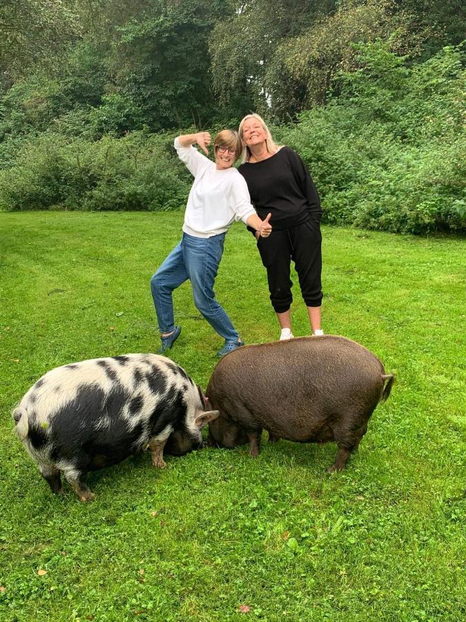 Casa vacanze Starry Meadow & Rescued Animal Experiences
